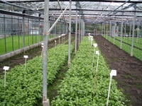 A bed of new young plants A bed of new young plants